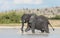 African Elephant, Savuti, Botswana