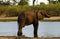 African Elephant on Savuti Channel