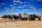 African elephant, Savuti, Chobe NP in Botswana. Wildlife scene from nature, elephant in habitat, Africa. Elepahnt herd group near