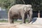 African Elephant Scientific Name: Loxodonta