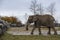 African elephant seen in profile walking in muddy zoo enclosure