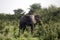 African elephant, Selous National Park, Tanzania