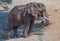 African elephant shelters under a tree