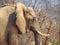 African elephant side view in national park in zambia