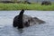 African elephant snorkling, Botswana