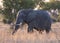 African elephant, South Africa