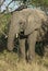 African elephant, South Africa