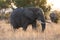 African elephant, South Africa