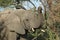 African elephant, South Africa