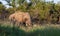 AFRICAN ELEPHANT SOUTH AFRICA