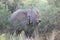 African elephant in the South African bush veld