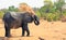 African elephant spraying dust over itself to cool down, Hwange National Park