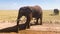 African Elephant Spraying Mud Near Safari Vehicle