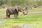 African Elephant Spraying Water