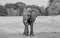 African Elephant standing on the dry arid plans in south luangwa national park, zambia