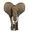 African elephant standing, ears up