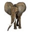 African elephant standing, ears up, isolate