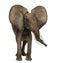 African elephant standing, ears up, isolated