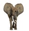 African elephant standing, ears up, isolated