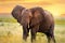 African elephant standing in grassland at sunset