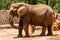 African elephant standing in Safari, Ramat Gan, Israel