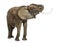 African elephant, standing, trunk up