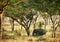 African elephant standing under shade of trees