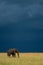 African elephant stands in grass under stormclouds