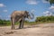 African elephant stands lifting trunk throwing sand