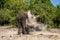 African elephant stands tossing sand over itself
