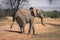 African elephant stands on track casting shadow