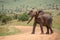 African elephant stands on track lifting head