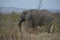 African elephant strolling in the Kruger National Park.