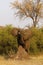 African Elephant strutting