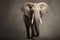 African elephant studio shot over gray background.