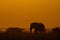 African elephant at sunrise