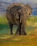 African Elephant at sunrise in Africa