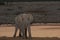 African elephant after sunset, etosha nationalpark, namibia