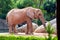 African Elephant surrounded by rocks under the sunlight in a zoo in Valencia, Spain