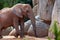 African Elephant surrounded by rocks under the sunlight in a zoo in Valencia, Spain