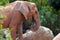 African Elephant surrounded by rocks under the sunlight in a zoo in Valencia, Spain