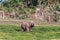 African elephant in the swamp. Amboseli, Ken