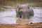 African elephant swimming and washing himself in Addo national park