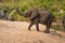 African elephant taking sand bath beside river