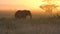 African Elephant, Tanzania National Park. Sunset Sunlight in Background