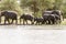 African elephant in Tarangire National Park, Tanzania