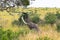 African elephant tears off the leaves from the tree. Masai Mara, Kenya