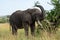 African elephant throws grass upwards with trunk