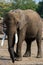 African elephant at Tierpark Berlin