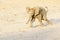 African Elephant, tiny desert-adapted elephant calf, playing